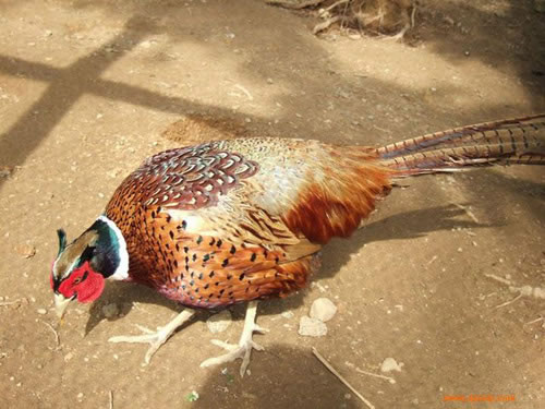 梦见山鸡 梦见杀鸡有什么预兆