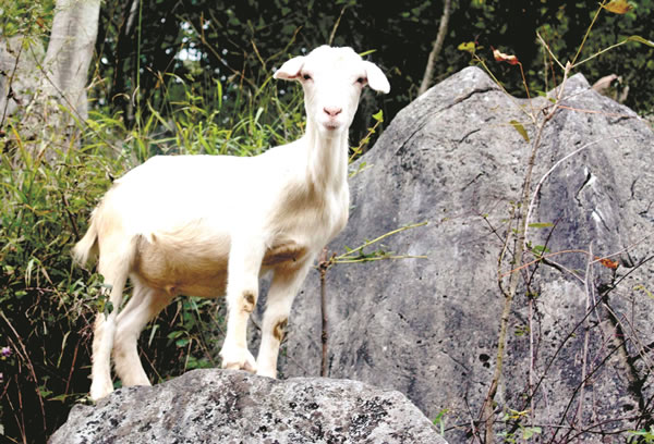 梦见山羊 梦见山羊好不好