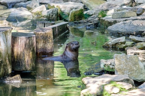 梦见水貂有什么预兆