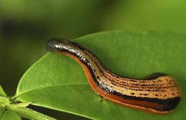 梦见水蛭有什么预兆