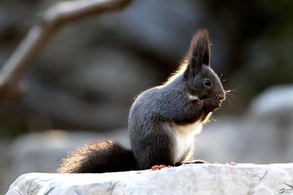 梦见松鼠有什么预兆