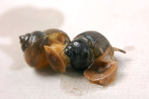 梦见田螺 海螺有什么预兆