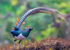 梦见野鸡 做梦梦见野鸡是什么预兆 梦见野鸡好不好
