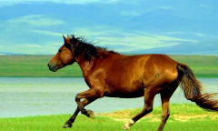 梦见马 做梦梦见马是什么预兆 梦见马好不好