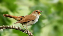 梦见夜莺 做梦梦见夜莺是什么预兆 梦见夜莺好不好