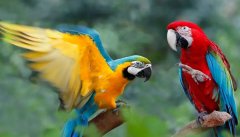 梦见鹦鹉 做梦梦见鹦鹉是什么预兆 梦见鹦鹉好不好