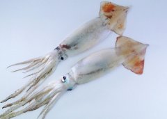 梦见鱿鱼 做梦梦见鱿鱼是是什么预兆 梦见鱿鱼好不好