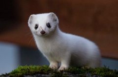 梦见鼬鼠 做梦梦见鼬鼠是什么预兆 梦见鼬鼠好不好