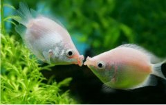 <b>梦见鱼 做梦梦见鱼是什么预兆 梦见鱼好不好</b>