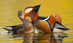 梦见鸳鸯 做梦梦见鸳鸯是什么预兆 梦见鸳鸯好不好