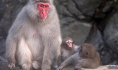 梦见猿猴 做梦梦见猿猴是什么预兆 梦见猿猴好不好