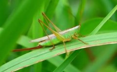 梦见蚱蜢 做梦梦见蚱蜢是什么预兆 梦见蚱蜢好不好