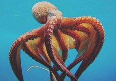 梦见章鱼 八爪鱼 做梦梦见章鱼是什么预兆 梦见八爪鱼好不好