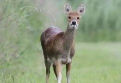 梦见獐鹿 做梦梦见獐鹿是什么预兆 梦见獐鹿好不好