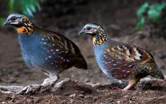 梦见鹧鸪 做梦梦见鹧鸪是什么预兆 梦见鹧鸪好不好