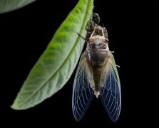 梦见知了蝉 做梦梦见知了蝉是什么预兆 梦见知了蝉好不好