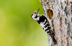 梦见啄木鸟 做梦梦见啄木鸟是什么预兆 梦见啄木鸟好不好