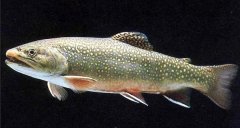 梦见鳟鱼 做梦梦见鳟鱼是什么预兆 梦见鳟鱼好不好