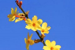 梦见迎春花 做梦梦见迎春花是什么预兆 梦见迎春花好不好