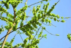 梦见榆树 做梦梦见榆树是什么预兆 梦见榆树好不好