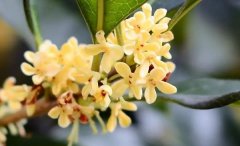 梦见月桂花 做梦梦见月桂花是什么预兆 梦见月桂花好不好