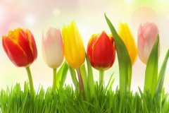 梦见郁金香 做梦梦见郁金香是什么预兆 梦见郁金香好不好