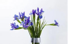 梦见鸢尾花 做梦梦见鸢尾花是什么预兆 梦见鸢尾花好不好