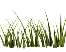 梦见杂草 做梦梦见杂草是什么预兆 梦见杂草好不好