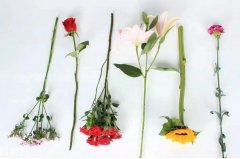 梦见栽花 做梦梦见栽花是什么预兆 梦见栽花好不好