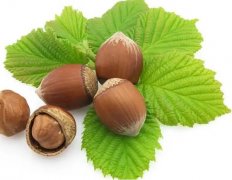 梦见榛子 做梦梦见榛子是什么预兆 梦见榛子好不好