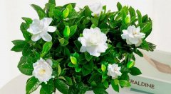 梦见栀子花 做梦梦见栀子花是什么预兆 梦见栀子花好不好