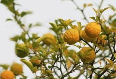 梦见枳 做梦梦见枳是什么预兆 梦见枳好不好