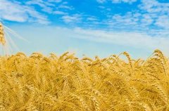 梦见庄稼 做梦梦见庄稼是什么预兆梦见庄稼好不好