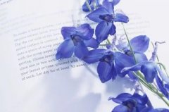 梦见紫罗兰 做梦梦见紫罗兰是什么预兆 梦见紫罗兰好不好