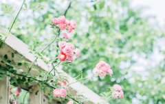 苏珊米勒2022年5月处女座运势