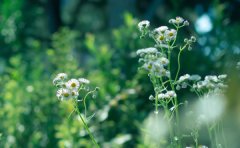 苏珊米勒2022年5月水瓶座运势