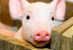 梦见猪肉 做梦梦见猪肉是什么预兆 梦见猪肉好不好