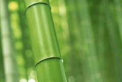 梦见竹竿 做梦梦见竹竿是什么预兆 梦见竹竿好不好