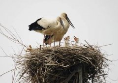 梦见筑巢 做梦梦见筑巢是什么预兆 梦见筑巢好不好