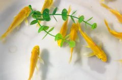 风水鱼养几条最好