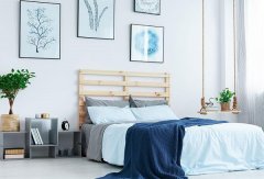 金钱树摆放风水位置