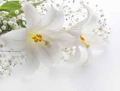 不同的招财猫不同的风水