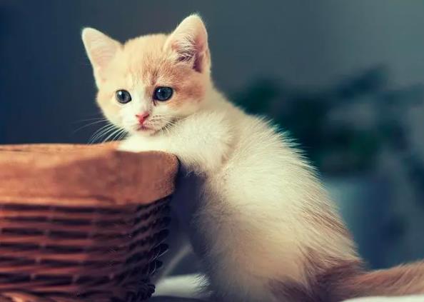 星座2023年1月8日到14日一周运势