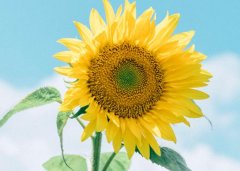 星座2023年2月5日到11日一周运势