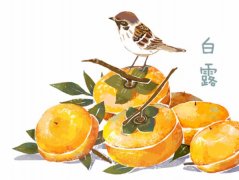 白露是什么时候?白露是几月几日