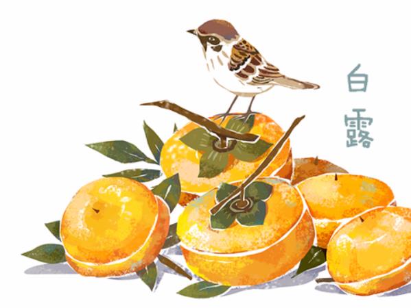 白露是什么时候?白露是几月几日