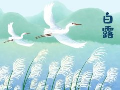 白露节气相关谚语