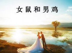 女鼠和男鸡配吗