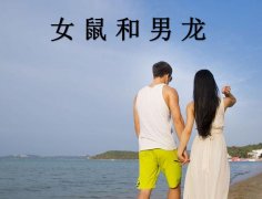 女鼠和男龙配吗