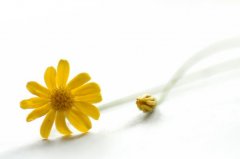 苏珊米勒2023年8月狮子座运势